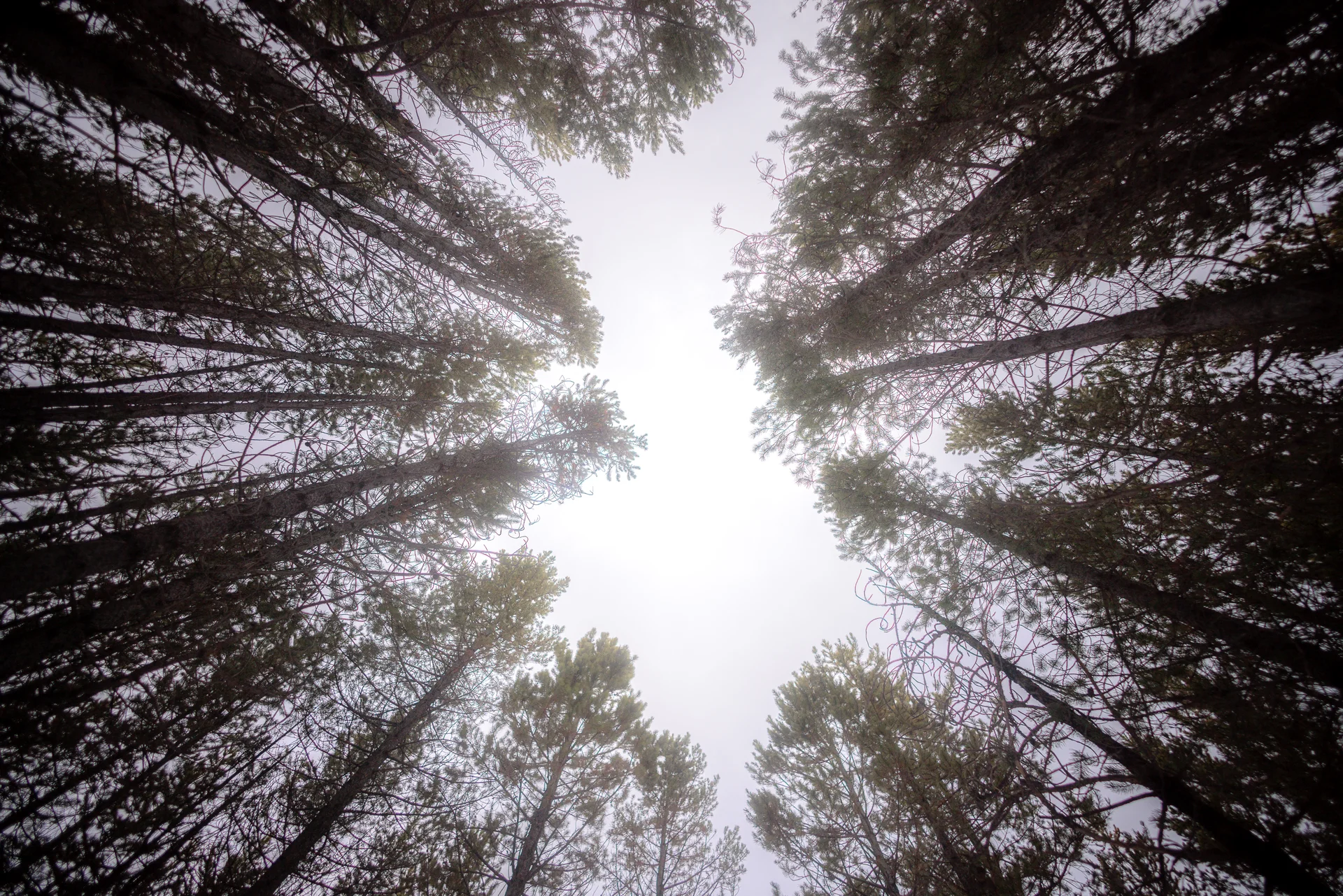 American Landscapes - photo 56 of 63