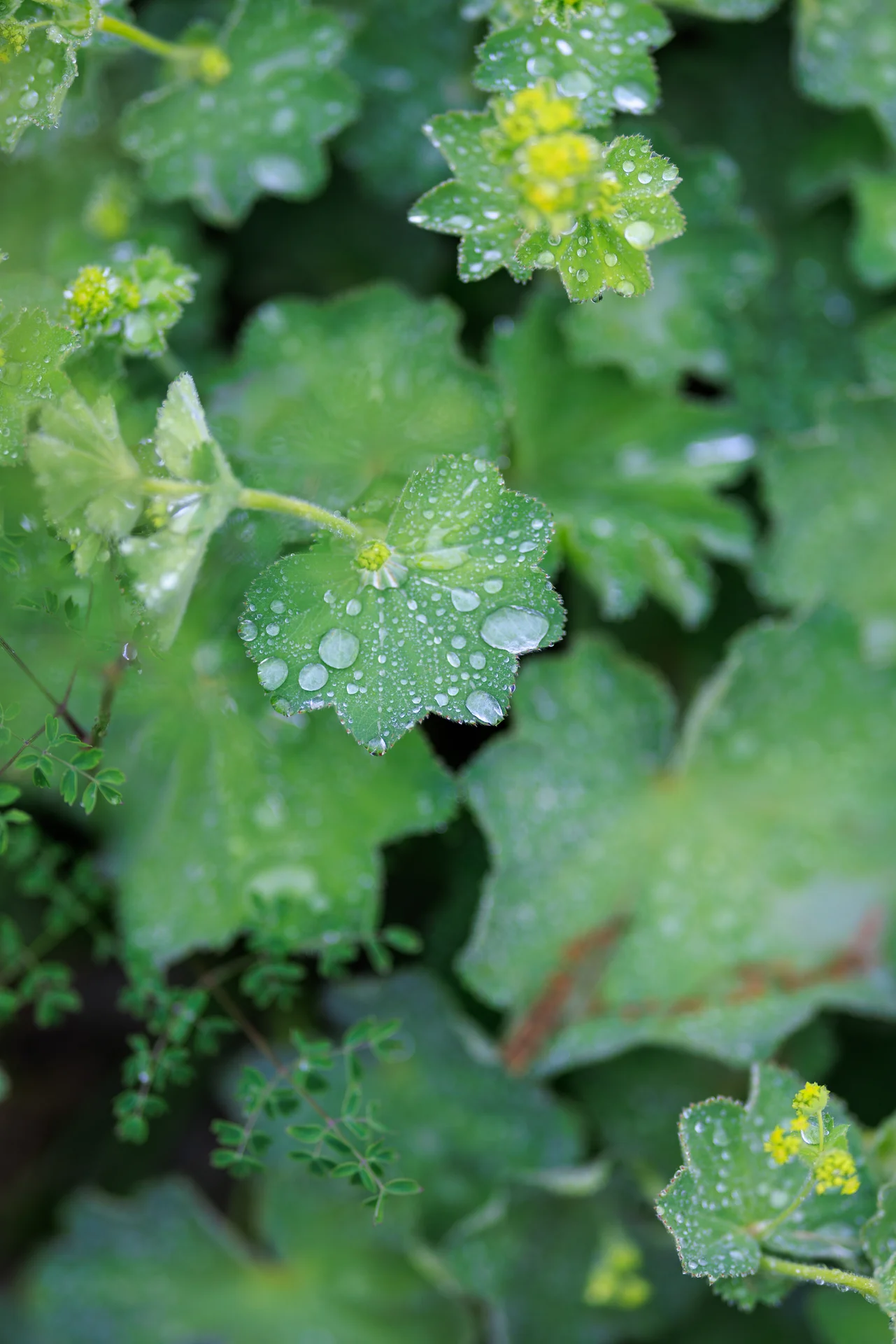 Lauren & Elphin wedding - photo 41 of 63