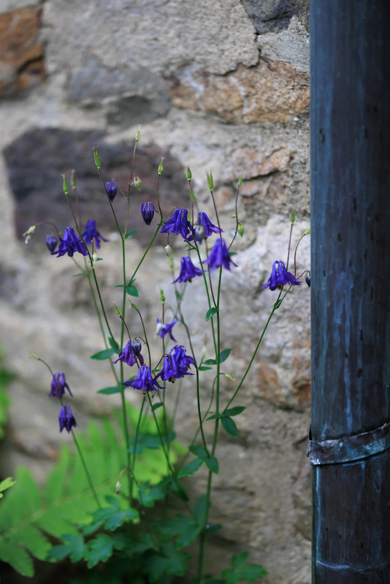 Lauren & Elphin wedding - photo 52 of 63